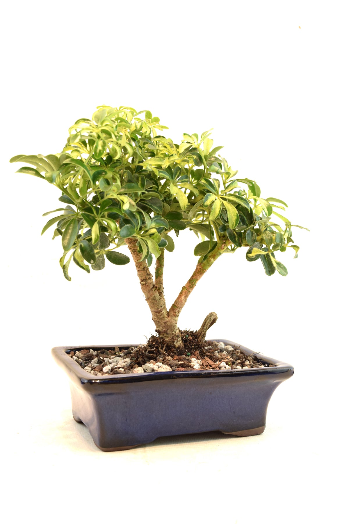 Dwarf Variegated Schefflera Bonsai Ceramic 7" Pot - One of a Kind Bonsai