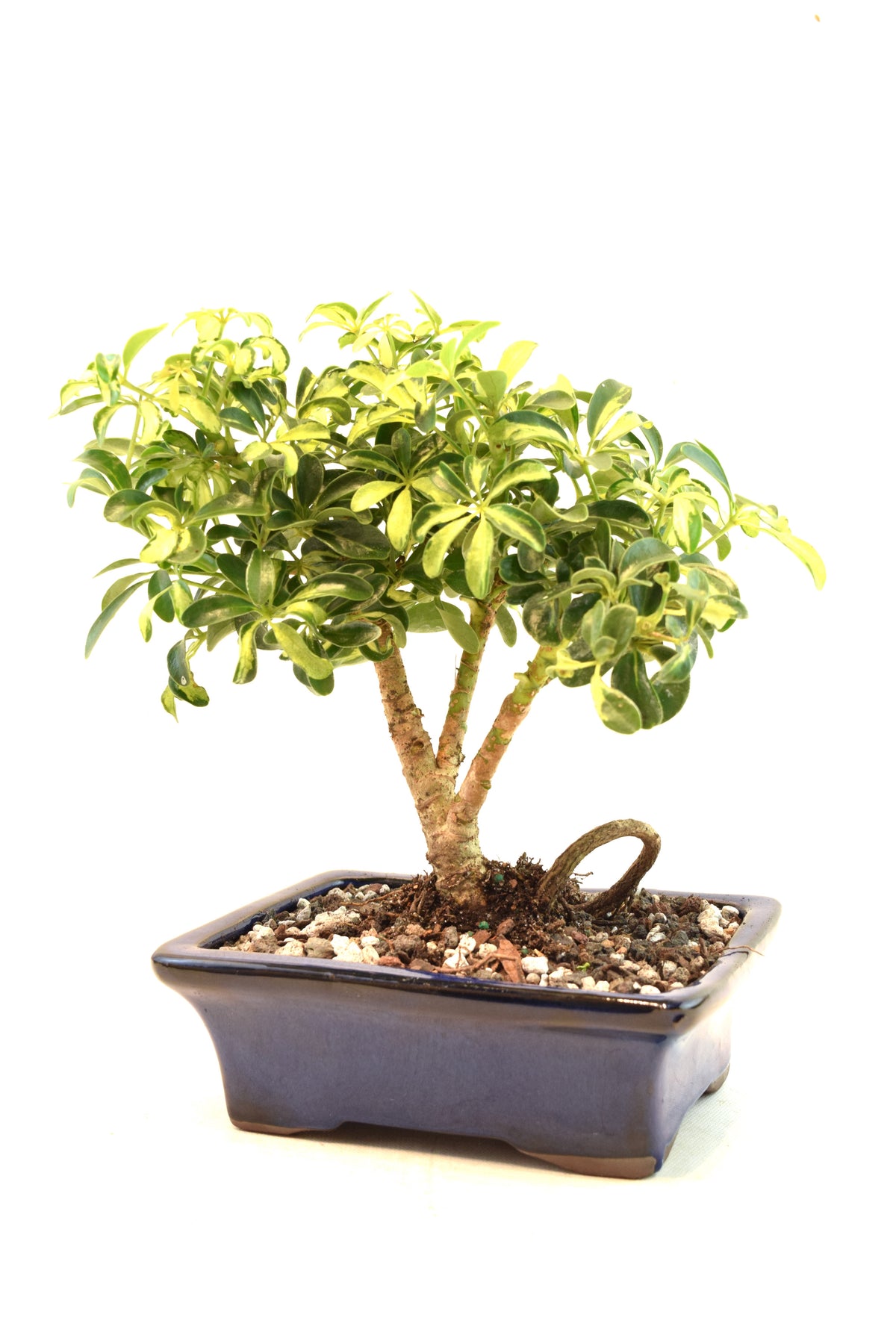 Dwarf Variegated Schefflera Bonsai Ceramic 7" Pot - One of a Kind Bonsai