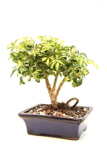 Dwarf Variegated Schefflera Bonsai Ceramic 7" Pot - One of a Kind Bonsai
