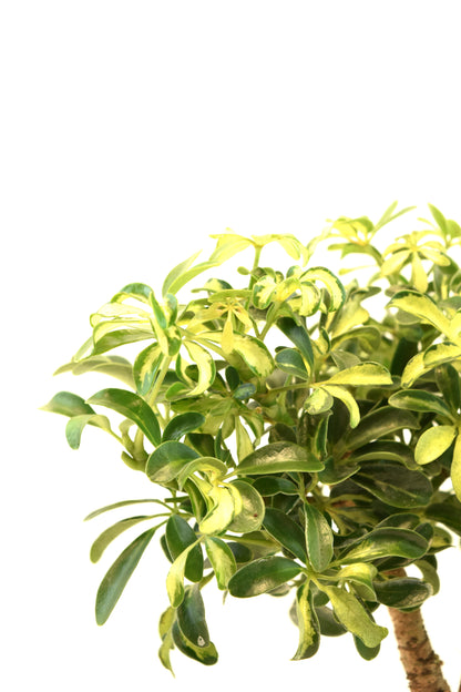 Dwarf Variegated Schefflera Bonsai Ceramic 7" Pot - One of a Kind Bonsai