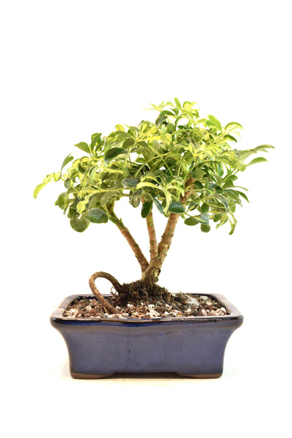 Dwarf Variegated Schefflera Bonsai Ceramic 7" Pot - One of a Kind Bonsai
