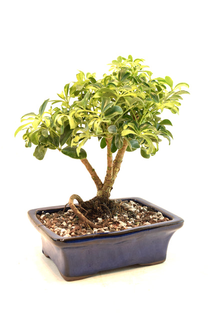 Dwarf Variegated Schefflera Bonsai Ceramic 7" Pot - One of a Kind Bonsai