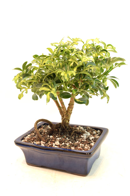 Dwarf Variegated Schefflera Bonsai Ceramic 7" Pot - One of a Kind Bonsai
