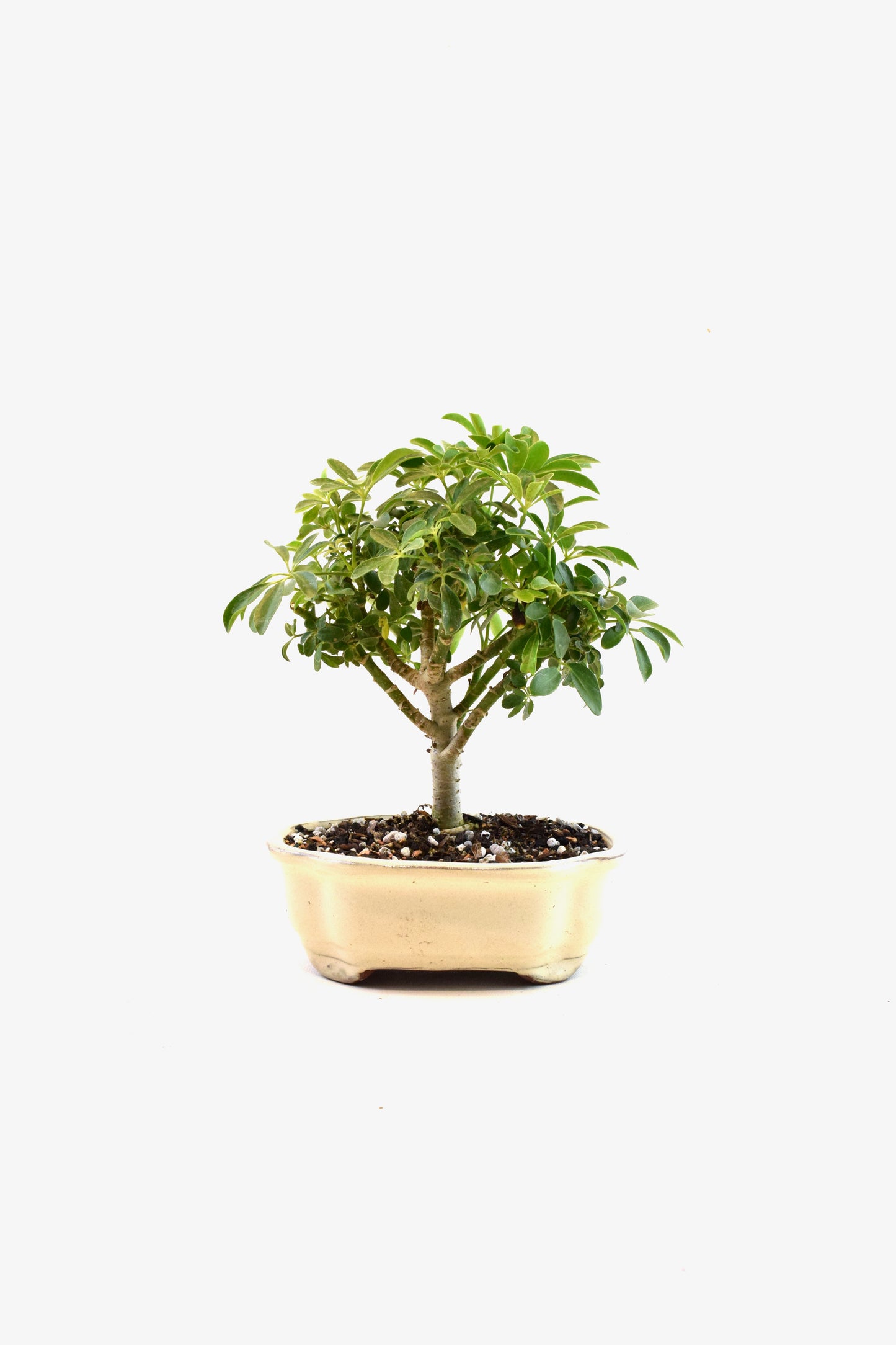Schefflera Dwarf Bonsai Ceramic 7" Pot - One of a Kind Bonsai