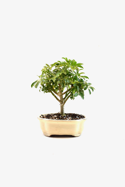 Schefflera Dwarf Bonsai Ceramic 7" Pot - One of a Kind Bonsai