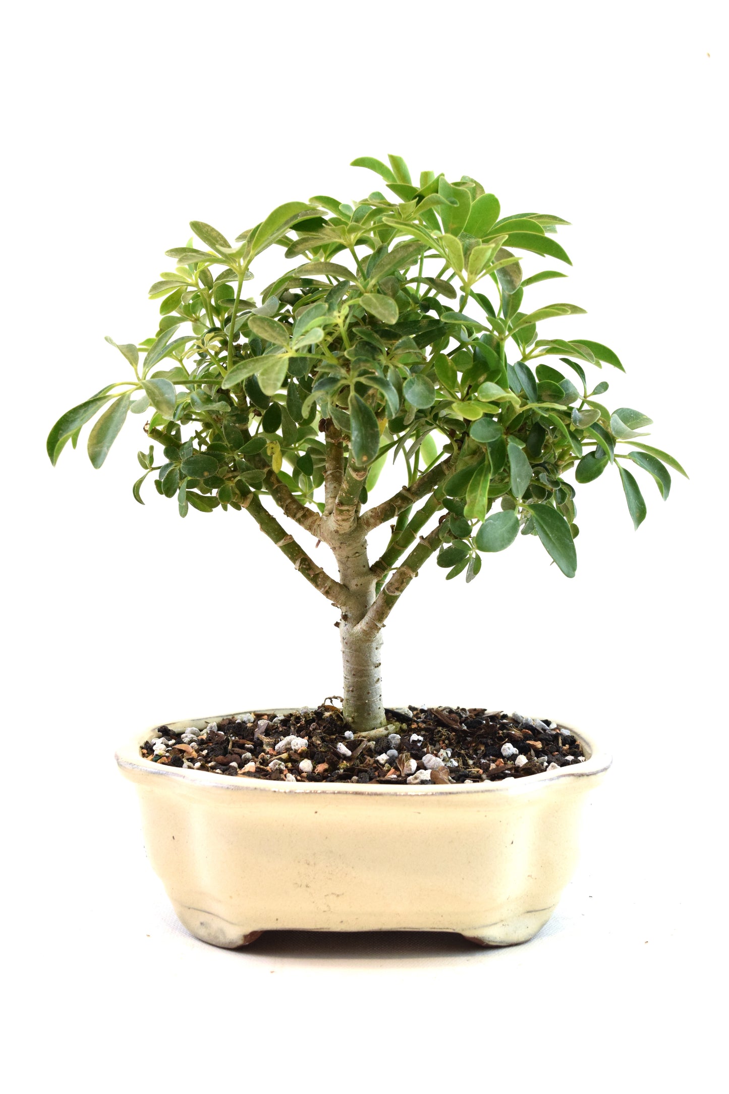 Schefflera Dwarf Bonsai Ceramic 7" Pot - One of a Kind Bonsai