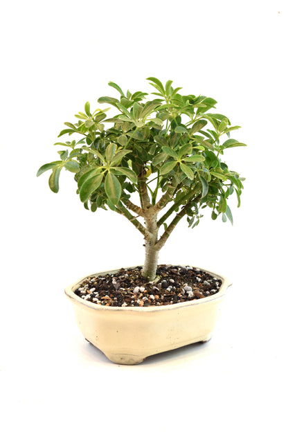 Schefflera Dwarf Bonsai Ceramic 7" Pot - One of a Kind Bonsai