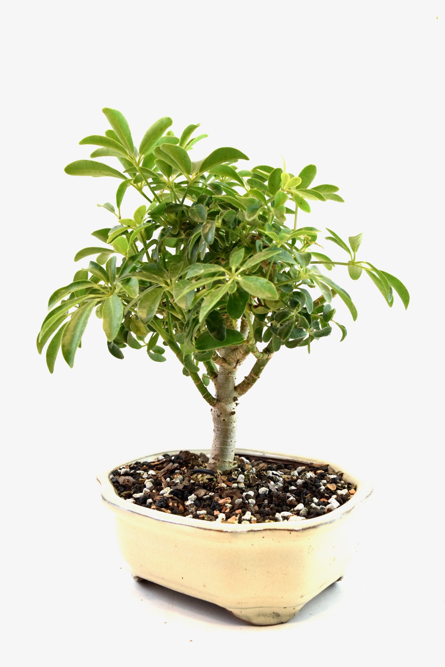 Schefflera Dwarf Bonsai Ceramic 7" Pot - One of a Kind Bonsai