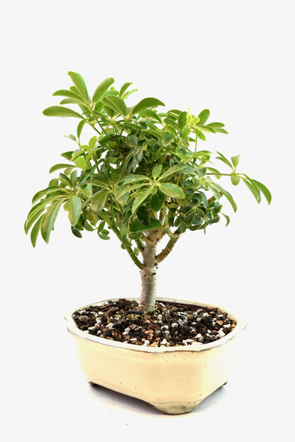 Schefflera Dwarf Bonsai Ceramic 7" Pot - One of a Kind Bonsai