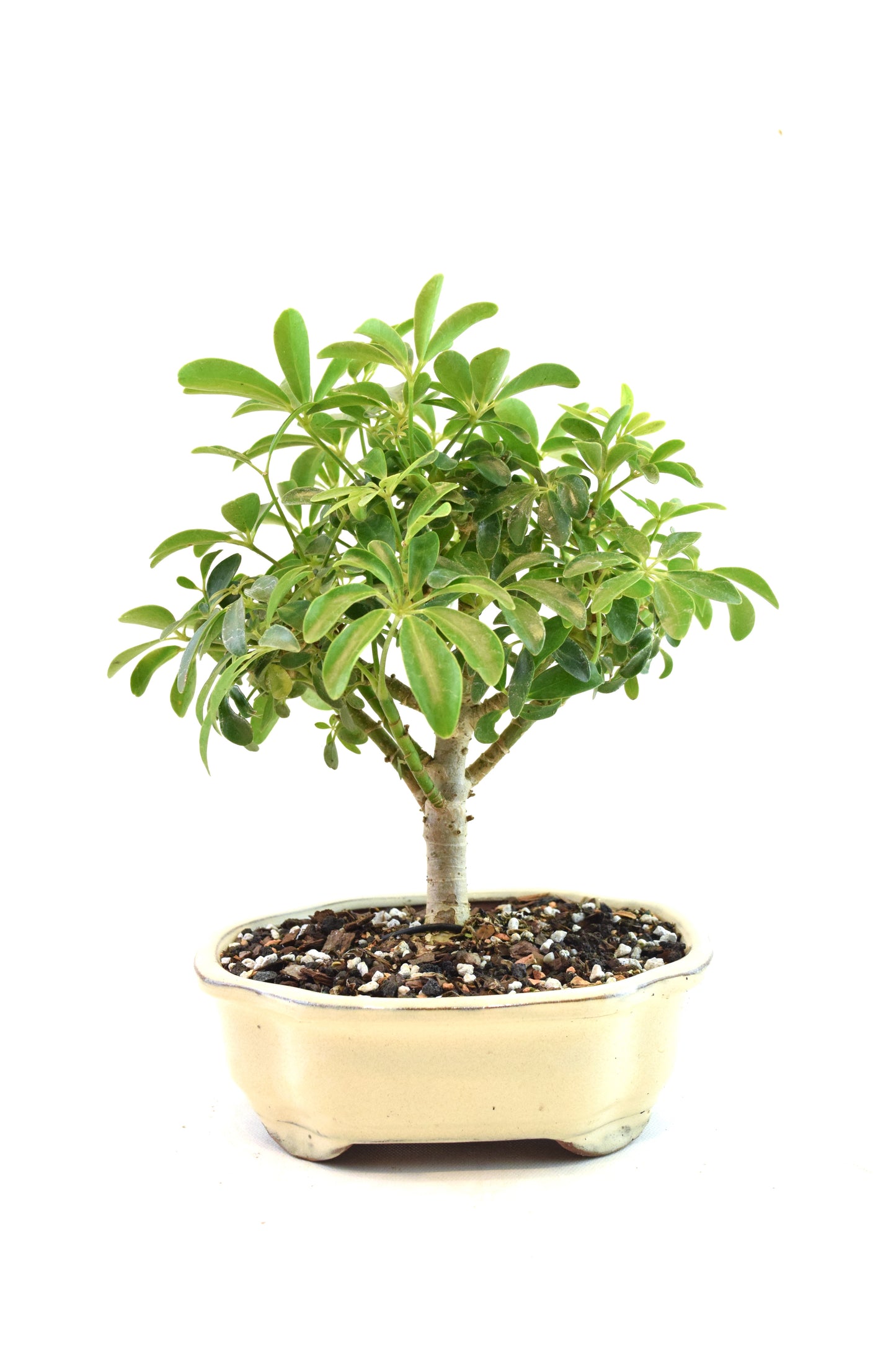 Schefflera Dwarf Bonsai Ceramic 7" Pot - One of a Kind Bonsai
