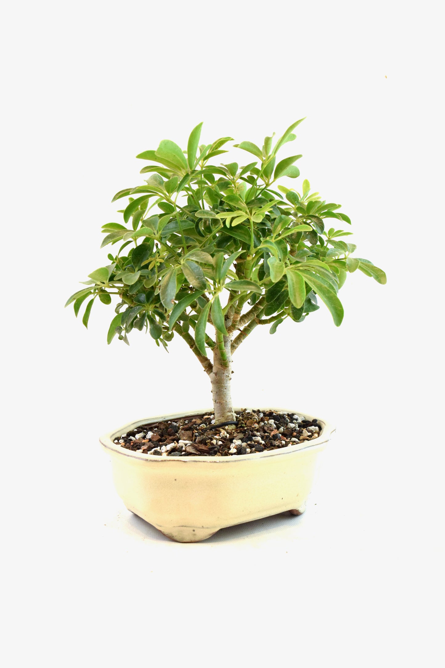 Schefflera Dwarf Bonsai Ceramic 7" Pot - One of a Kind Bonsai