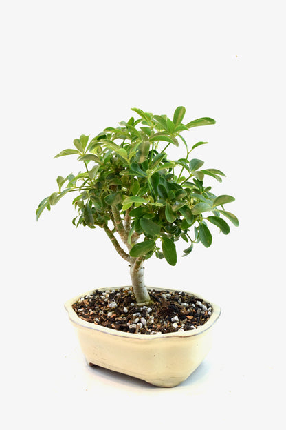 Schefflera Dwarf Bonsai Ceramic 7" Pot - One of a Kind Bonsai