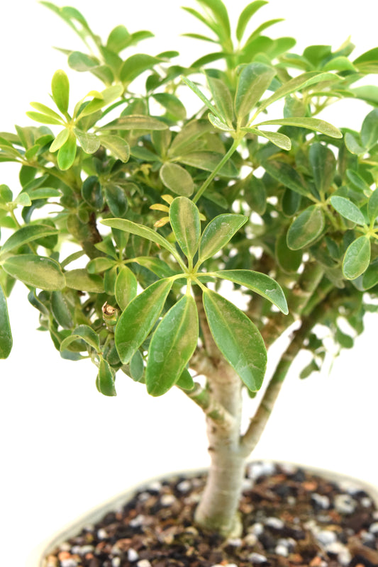 Schefflera Dwarf Bonsai Ceramic 7" Pot - One of a Kind Bonsai
