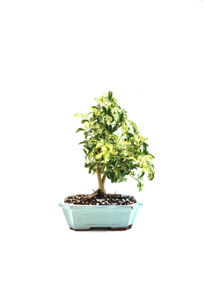 Dwarf Variegated Schefflera Bonsai Ceramic 8" Pot - One of a Kind Bonsai