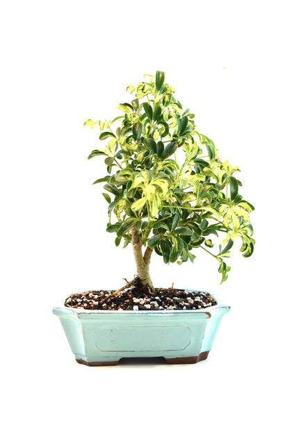Dwarf Variegated Schefflera Bonsai Ceramic 8" Pot - One of a Kind Bonsai