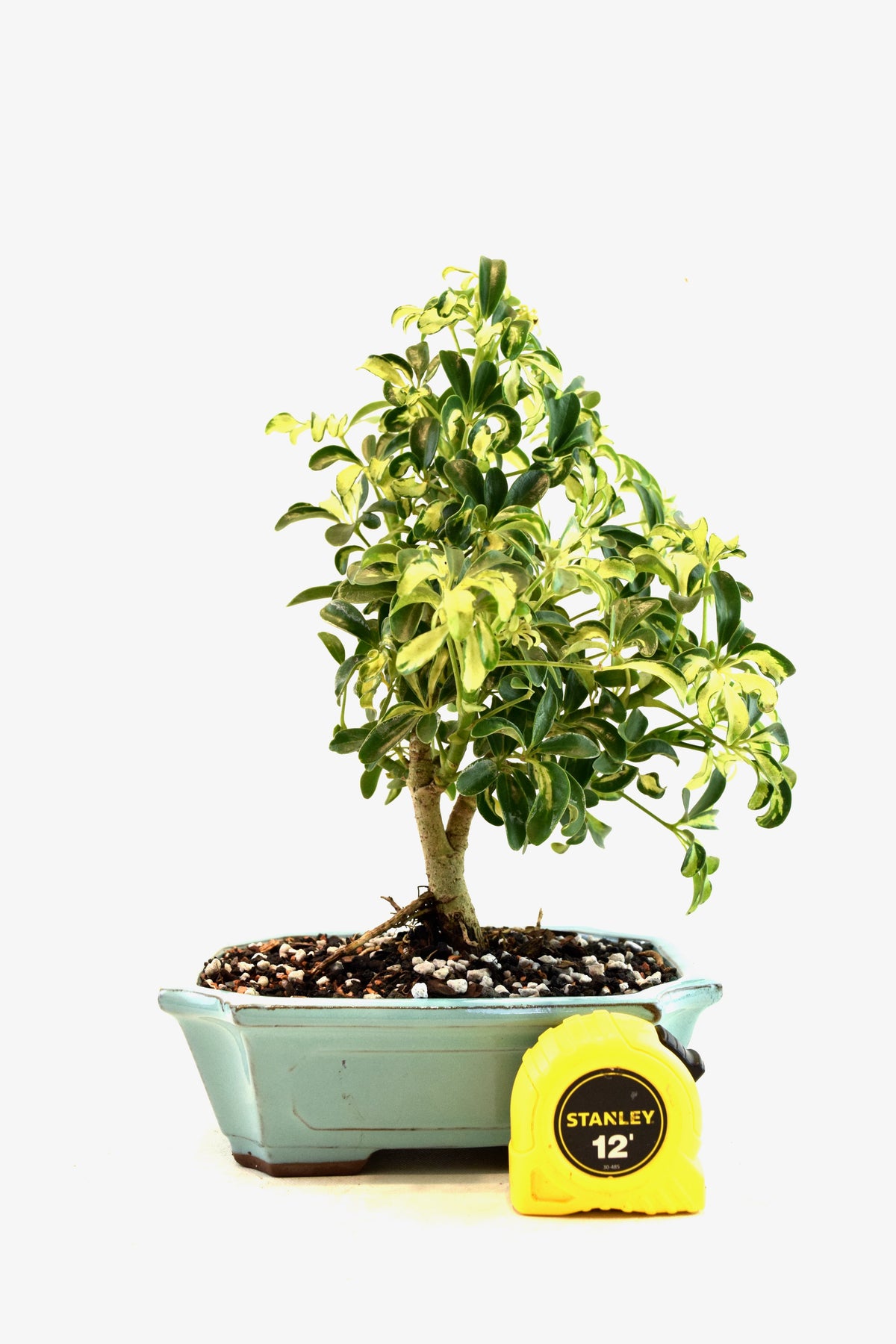 Dwarf Variegated Schefflera Bonsai Ceramic 8" Pot - One of a Kind Bonsai