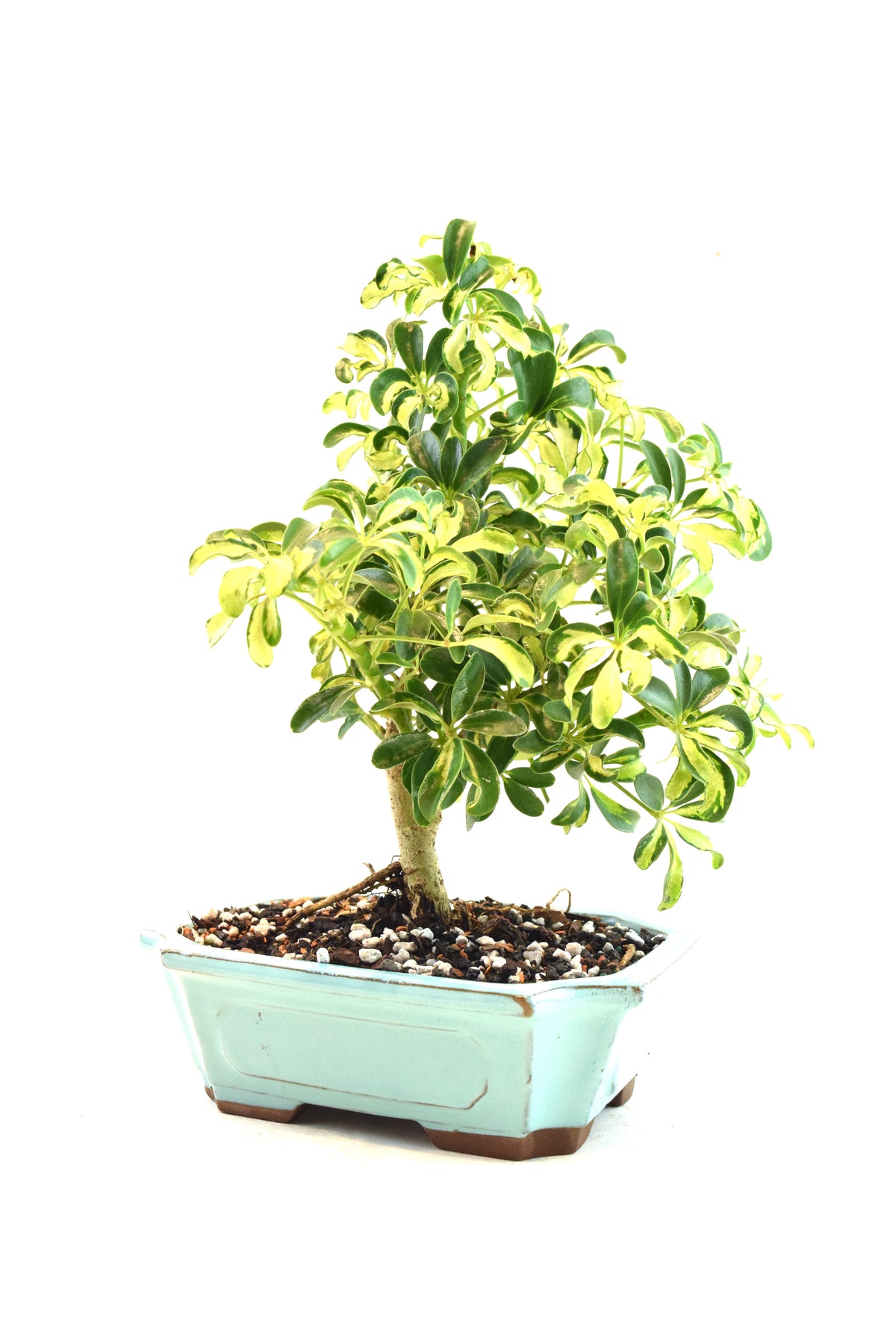 Dwarf Variegated Schefflera Bonsai Ceramic 8" Pot - One of a Kind Bonsai