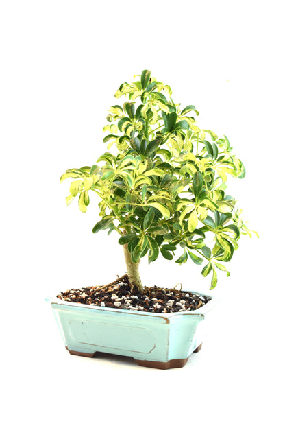 Dwarf Variegated Schefflera Bonsai Ceramic 8" Pot - One of a Kind Bonsai