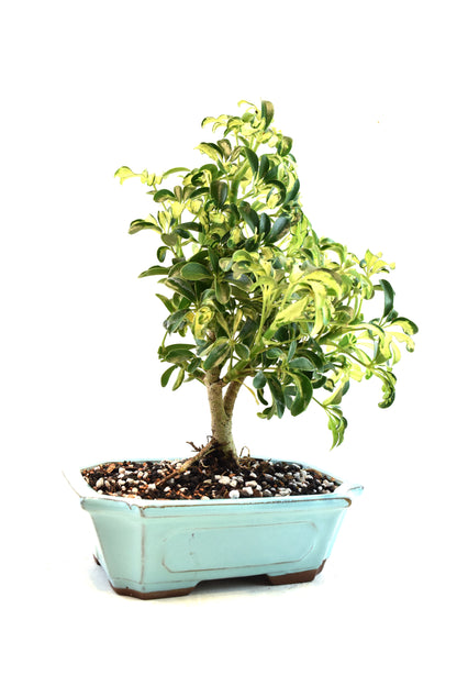 Dwarf Variegated Schefflera Bonsai Ceramic 8" Pot - One of a Kind Bonsai