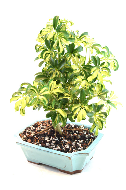 Dwarf Variegated Schefflera Bonsai Ceramic 8" Pot - One of a Kind Bonsai