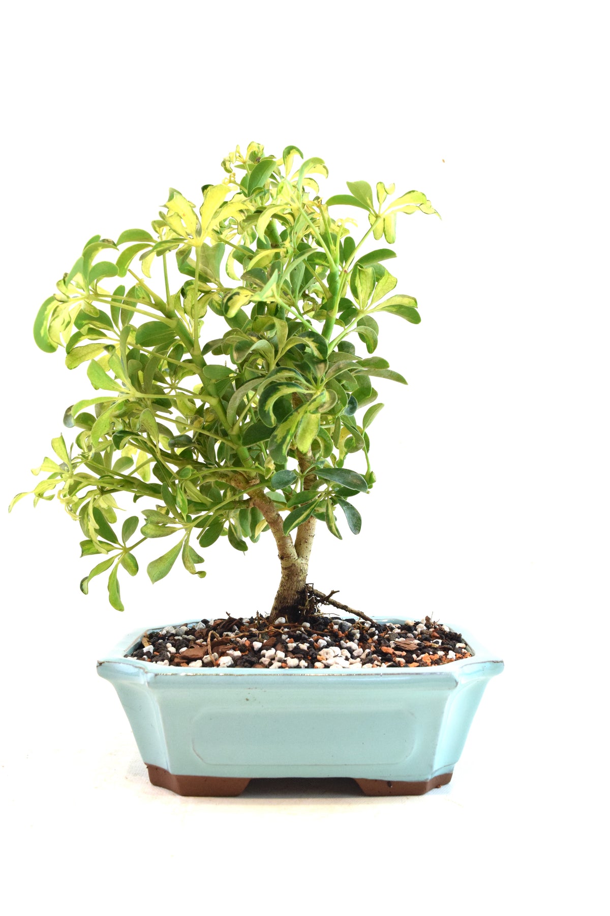 Dwarf Variegated Schefflera Bonsai Ceramic 8" Pot - One of a Kind Bonsai