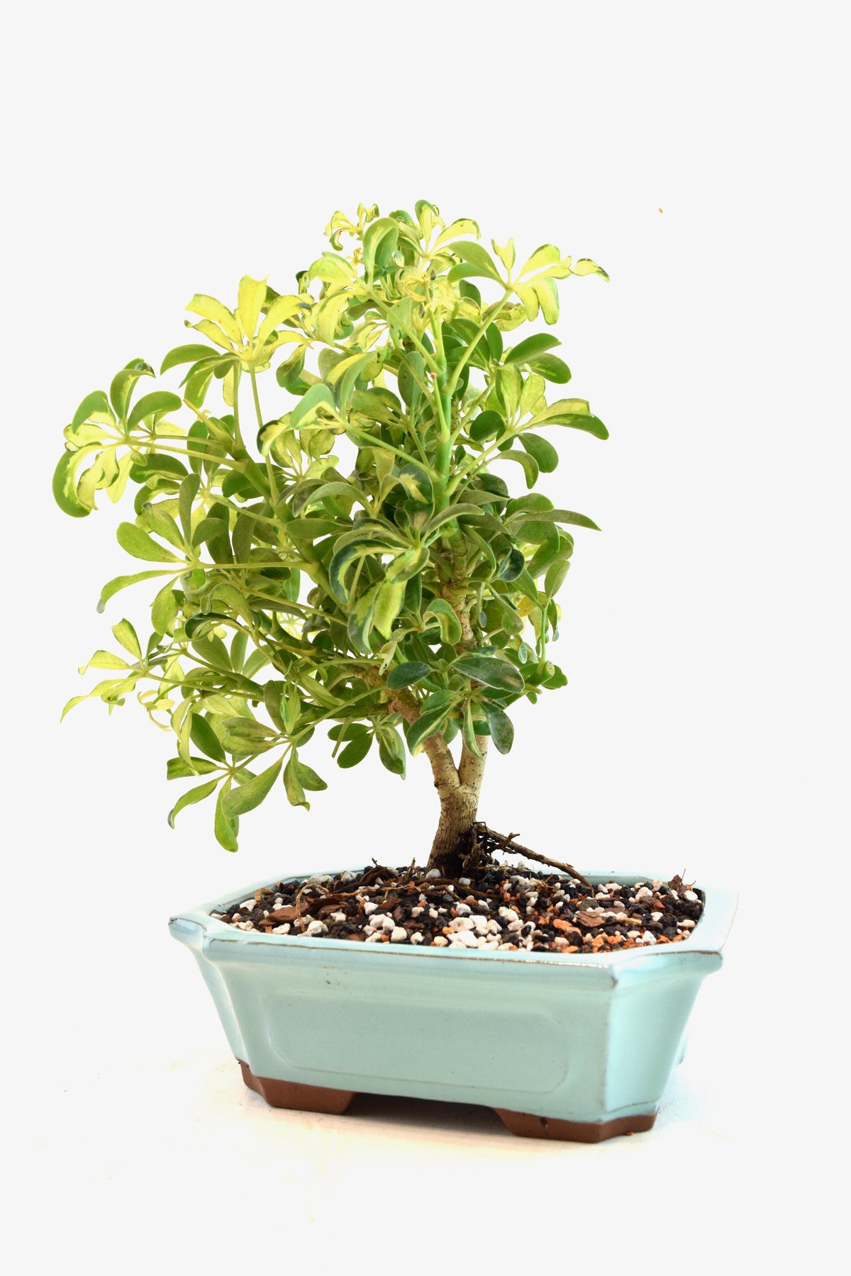 Dwarf Variegated Schefflera Bonsai Ceramic 8" Pot - One of a Kind Bonsai
