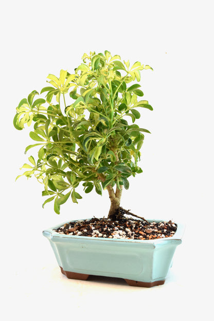 Dwarf Variegated Schefflera Bonsai Ceramic 8" Pot - One of a Kind Bonsai