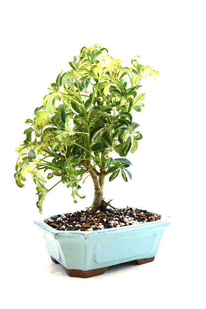Dwarf Variegated Schefflera Bonsai Ceramic 8" Pot - One of a Kind Bonsai