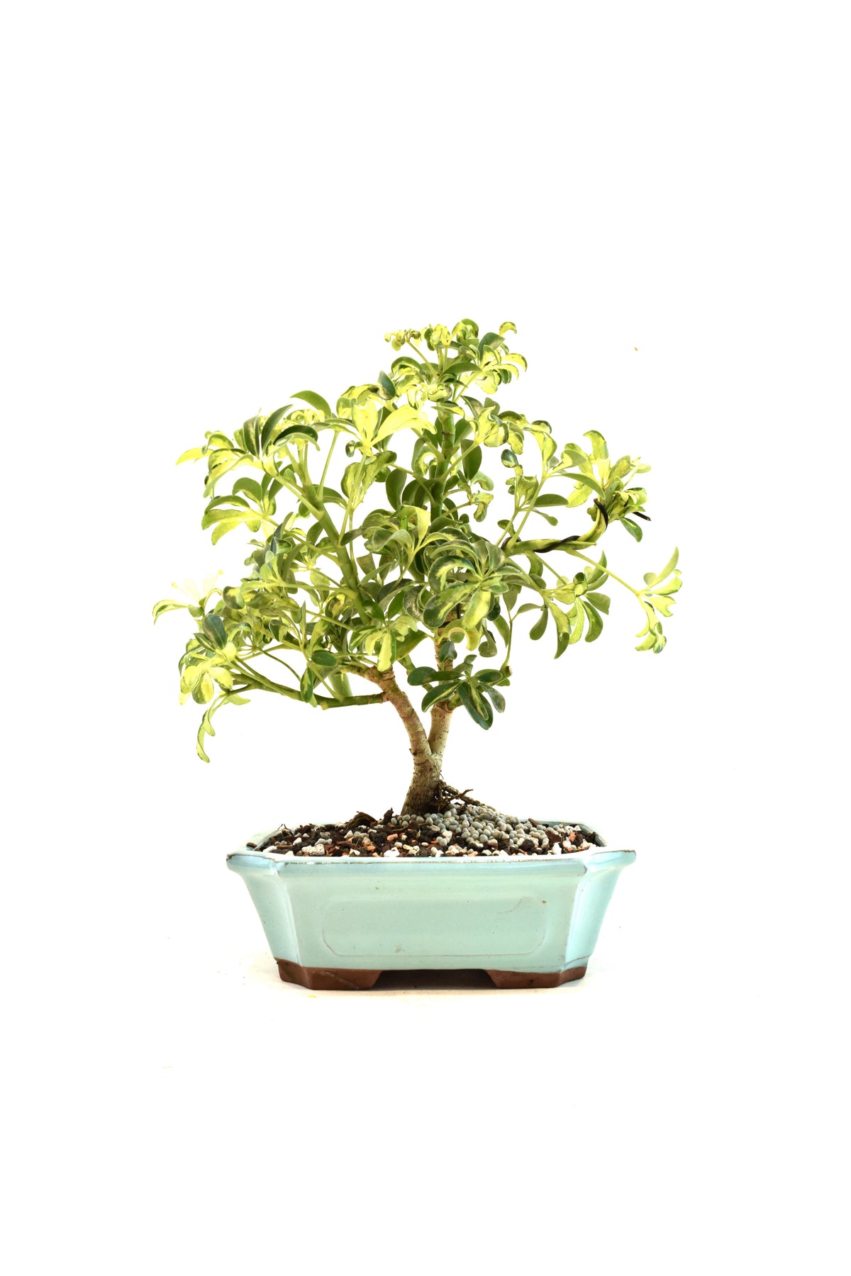 Dwarf Variegated Schefflera Bonsai Ceramic 8" Pot - One of a Kind Bonsai