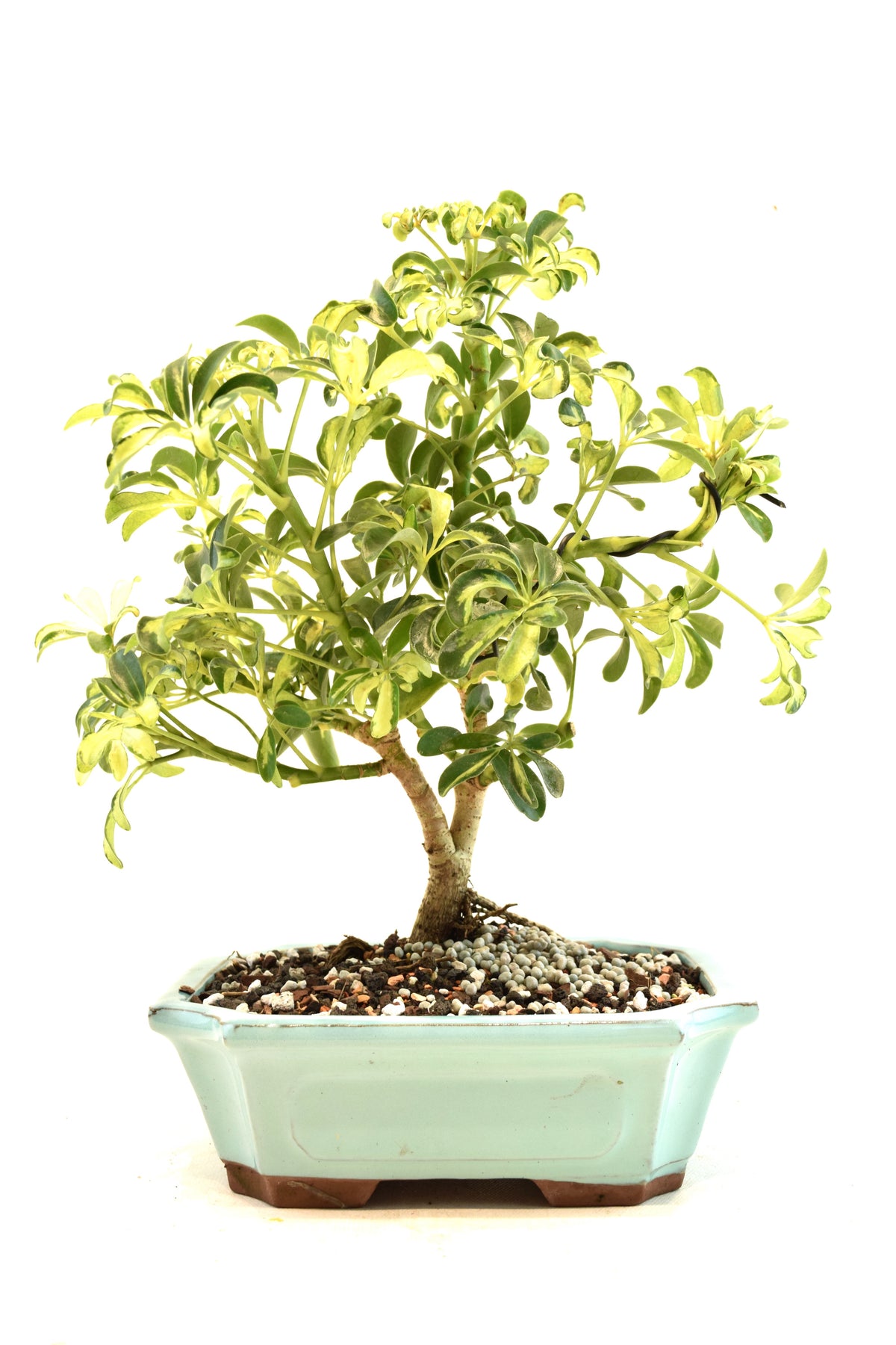 Dwarf Variegated Schefflera Bonsai Ceramic 8" Pot - One of a Kind Bonsai