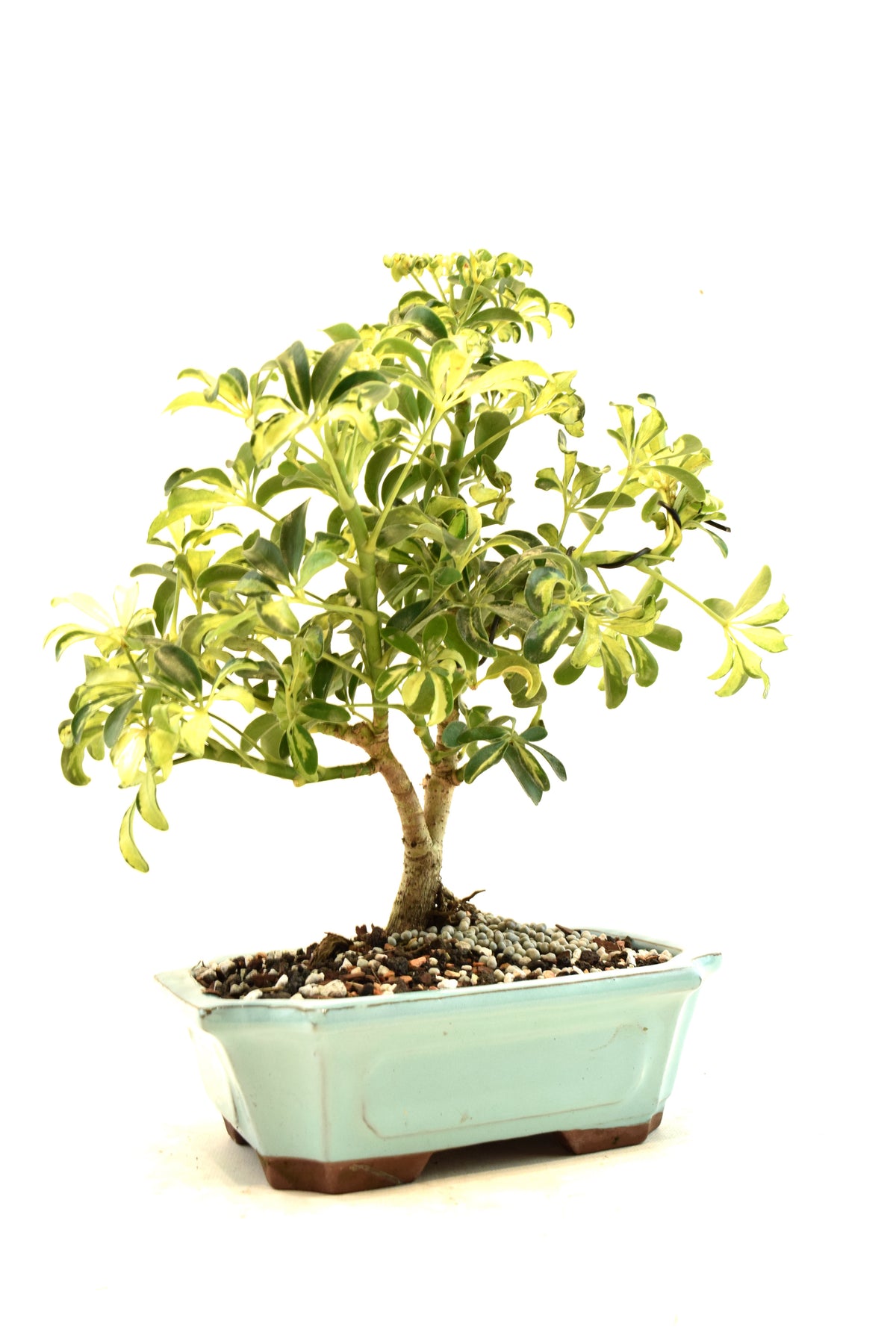 Dwarf Variegated Schefflera Bonsai Ceramic 8" Pot - One of a Kind Bonsai