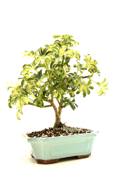 Dwarf Variegated Schefflera Bonsai Ceramic 8" Pot - One of a Kind Bonsai