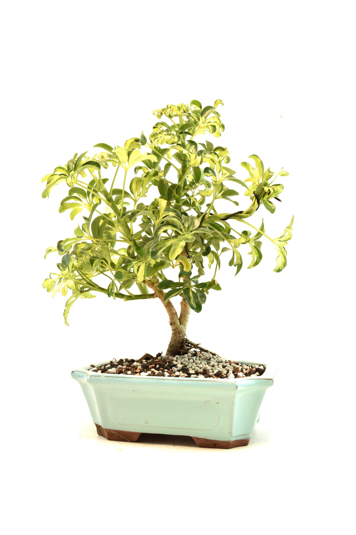 Dwarf Variegated Schefflera Bonsai Ceramic 8" Pot - One of a Kind Bonsai