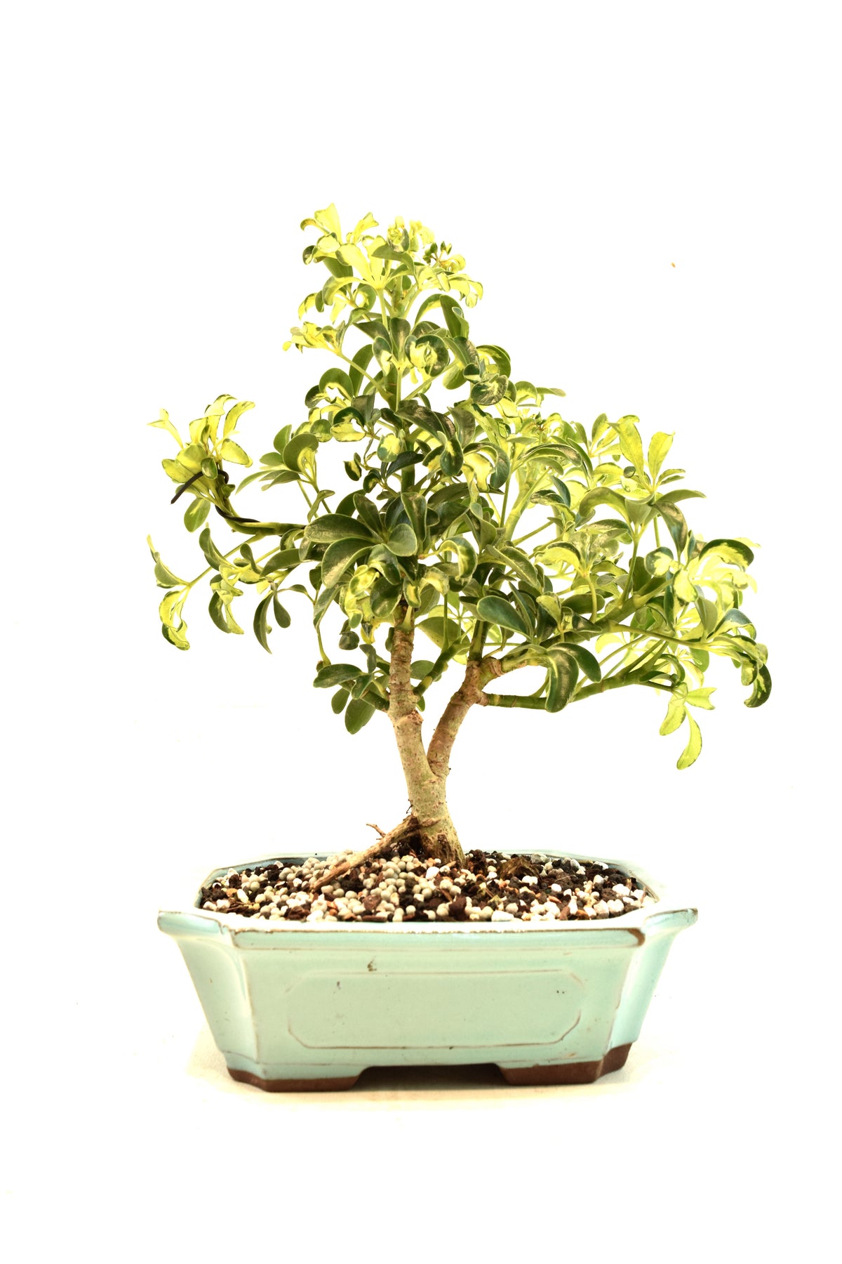 Dwarf Variegated Schefflera Bonsai Ceramic 8" Pot - One of a Kind Bonsai