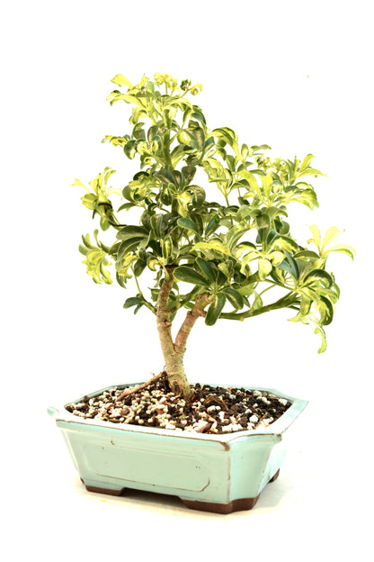 Dwarf Variegated Schefflera Bonsai Ceramic 8" Pot - One of a Kind Bonsai