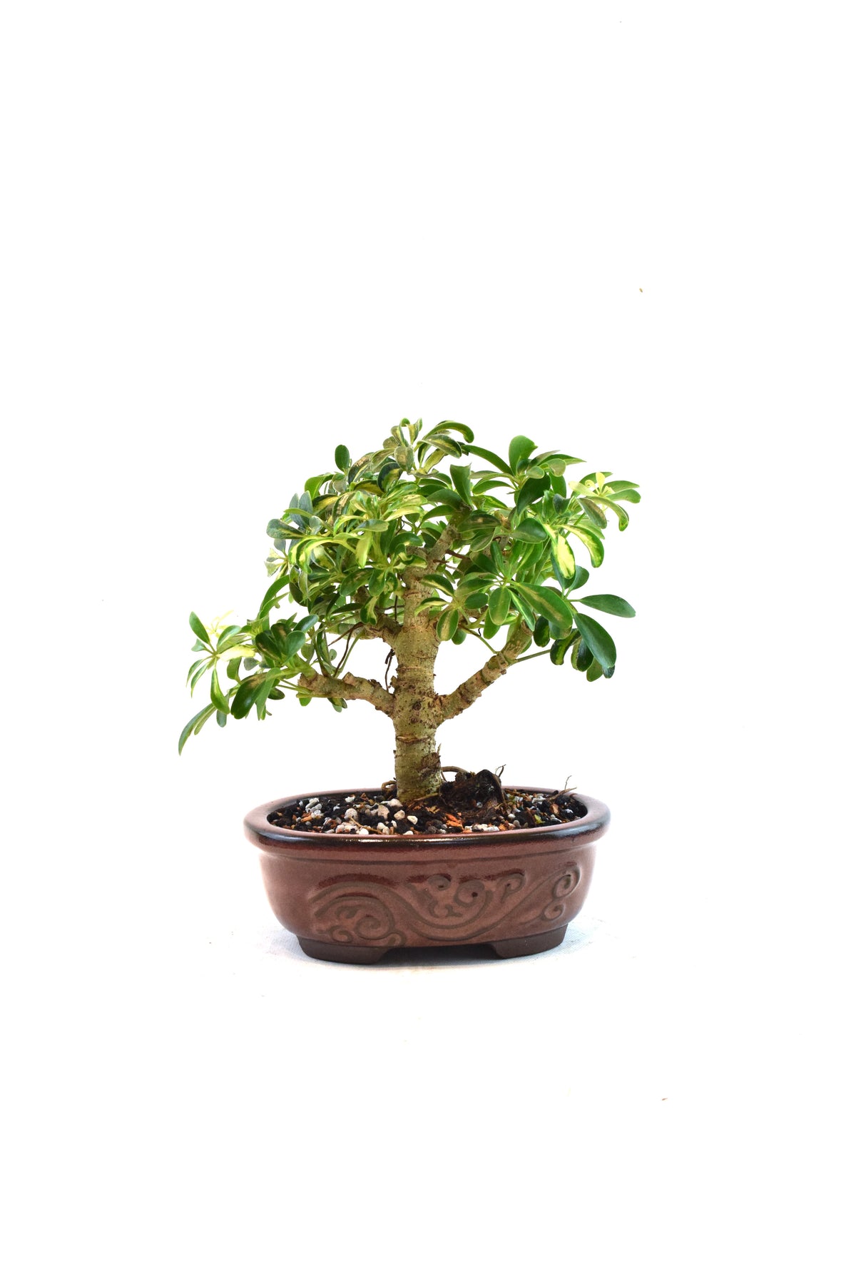 Dwarf Variegated Schefflera Bonsai Ceramic 7" Pot - One of a Kind Bonsai