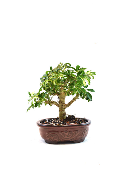 Dwarf Variegated Schefflera Bonsai Ceramic 7" Pot - One of a Kind Bonsai