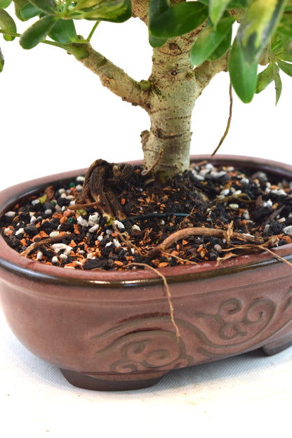 Dwarf Variegated Schefflera Bonsai Ceramic 7" Pot - One of a Kind Bonsai