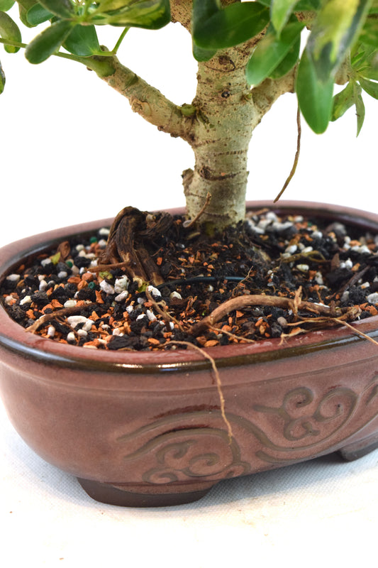 Dwarf Variegated Schefflera Bonsai Ceramic 7" Pot - One of a Kind Bonsai