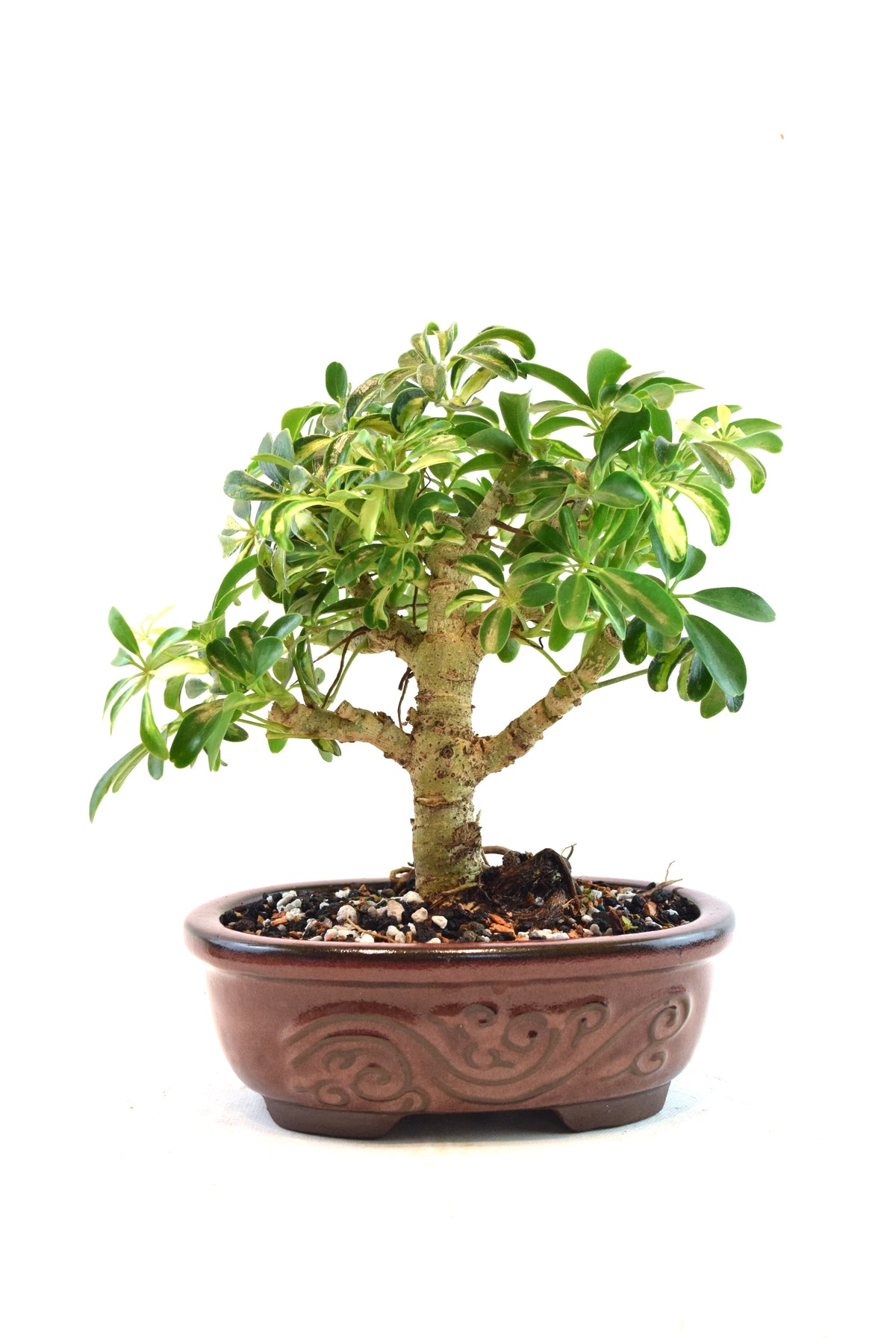 Dwarf Variegated Schefflera Bonsai Ceramic 7" Pot - One of a Kind Bonsai