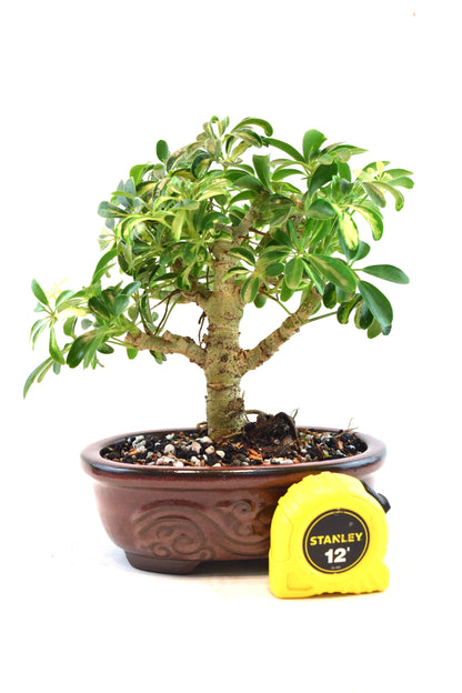 Dwarf Variegated Schefflera Bonsai Ceramic 7" Pot - One of a Kind Bonsai