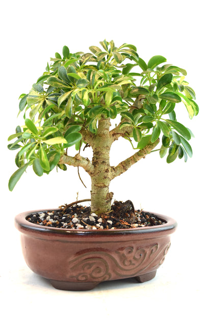 Dwarf Variegated Schefflera Bonsai Ceramic 7" Pot - One of a Kind Bonsai