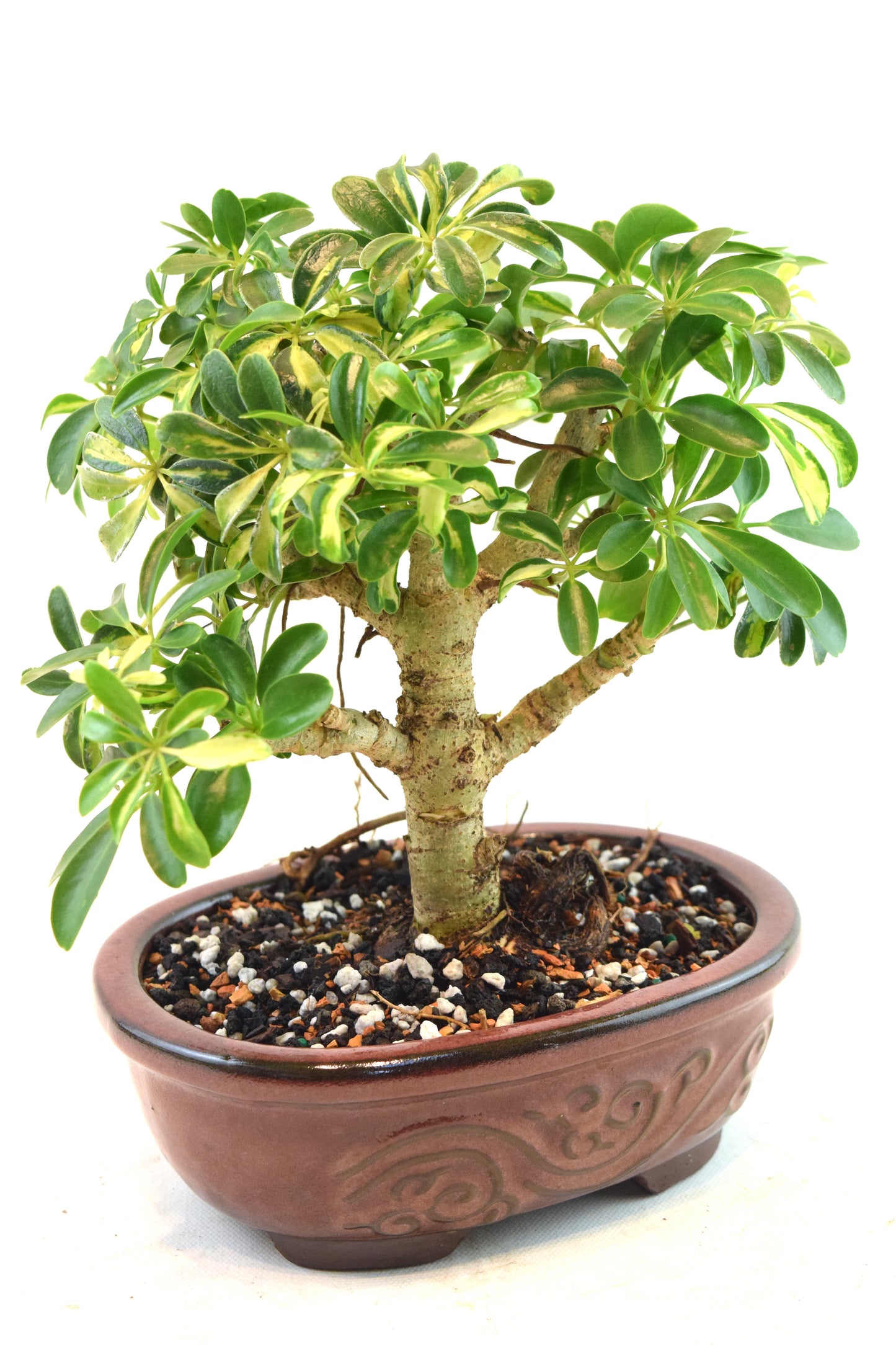 Dwarf Variegated Schefflera Bonsai Ceramic 7" Pot - One of a Kind Bonsai