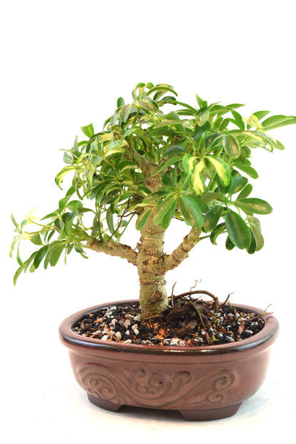 Dwarf Variegated Schefflera Bonsai Ceramic 7" Pot - One of a Kind Bonsai