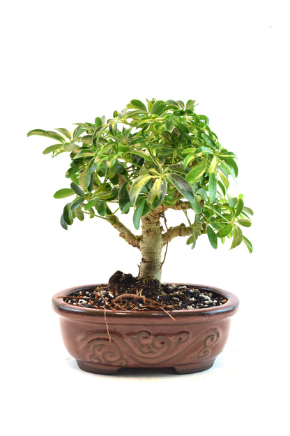 Dwarf Variegated Schefflera Bonsai Ceramic 7" Pot - One of a Kind Bonsai