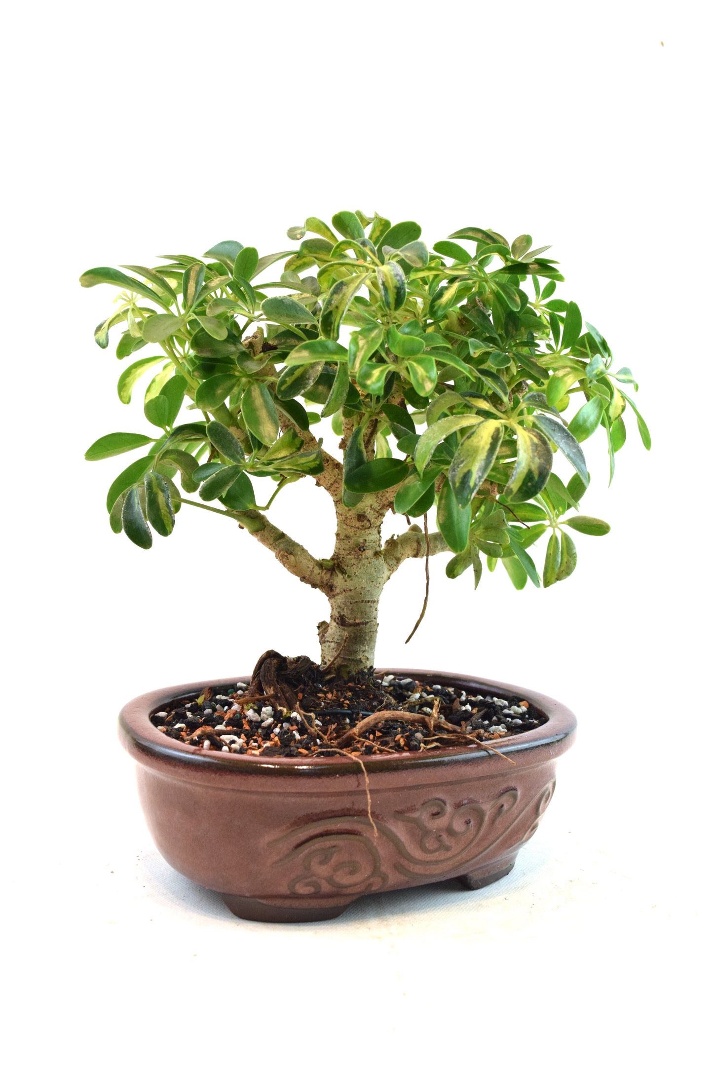 Dwarf Variegated Schefflera Bonsai Ceramic 7" Pot - One of a Kind Bonsai