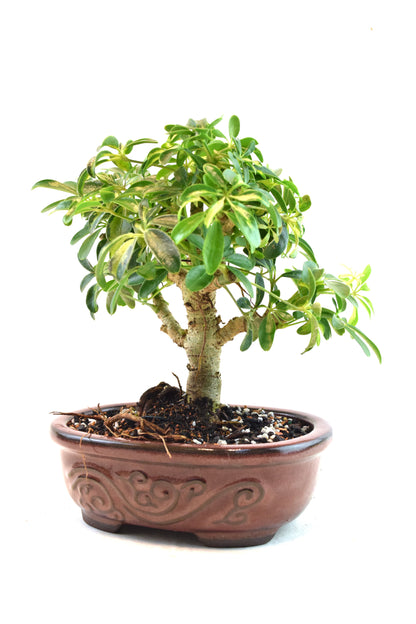 Dwarf Variegated Schefflera Bonsai Ceramic 7" Pot - One of a Kind Bonsai