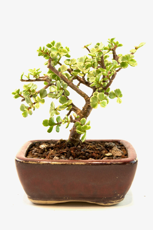 Dwarf Variegated Jade Ceramic 5" Pot - One of a Kind Bonsai