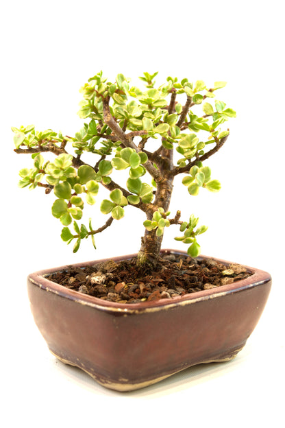 Dwarf Variegated Jade Ceramic 5" Pot - One of a Kind Bonsai