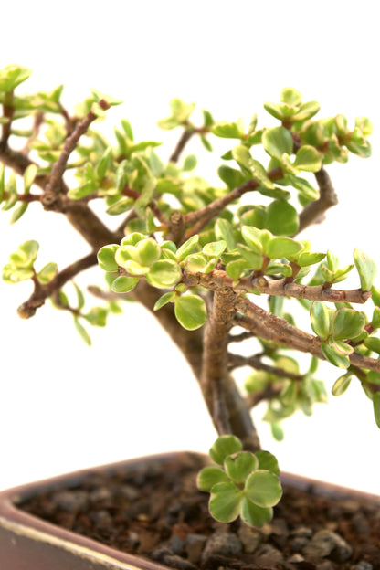 Dwarf Variegated Jade Ceramic 5" Pot - One of a Kind Bonsai